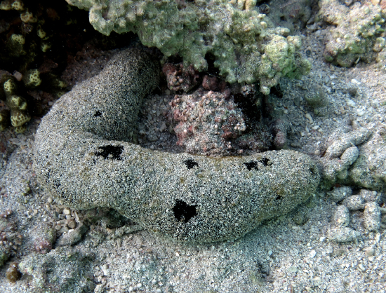  Holothuria atra (Black Cucumber, Lollyfish)